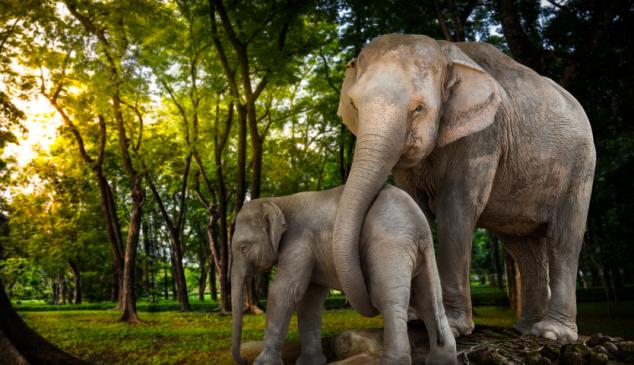 Elefante protegiendo otro elefante