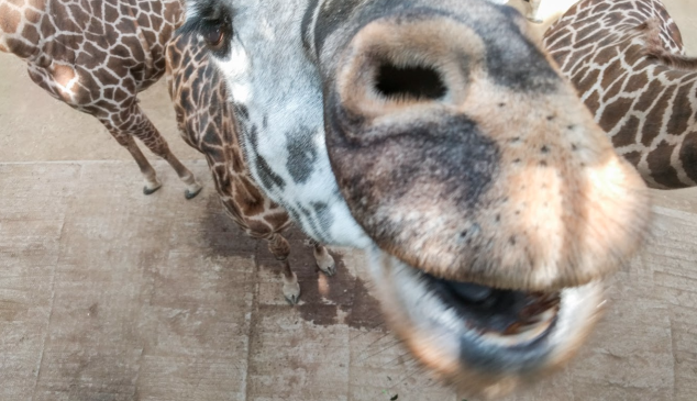 selfies-zoo