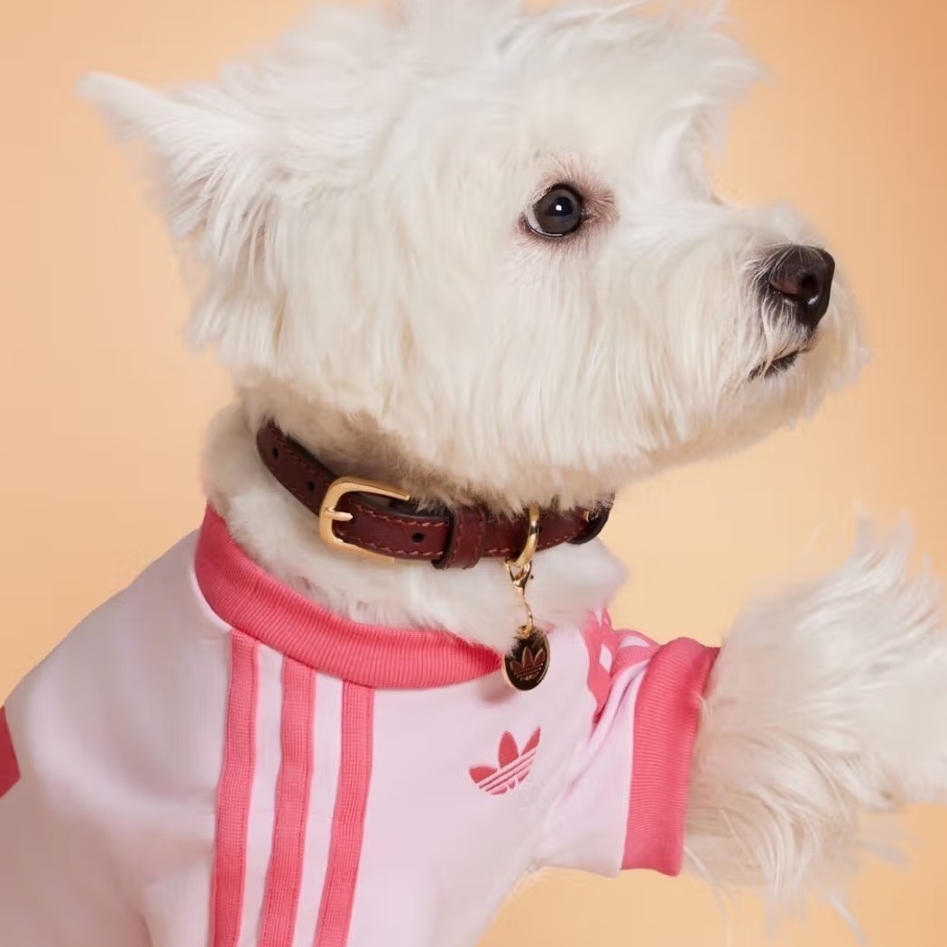 un perro con una camiseta rosa de adidas