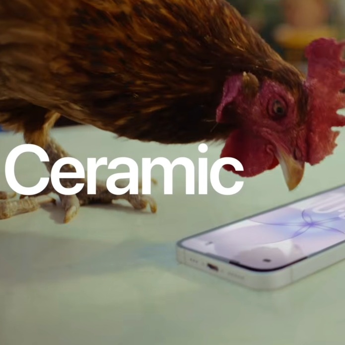 Un gallo picando la pantalla del iPhone