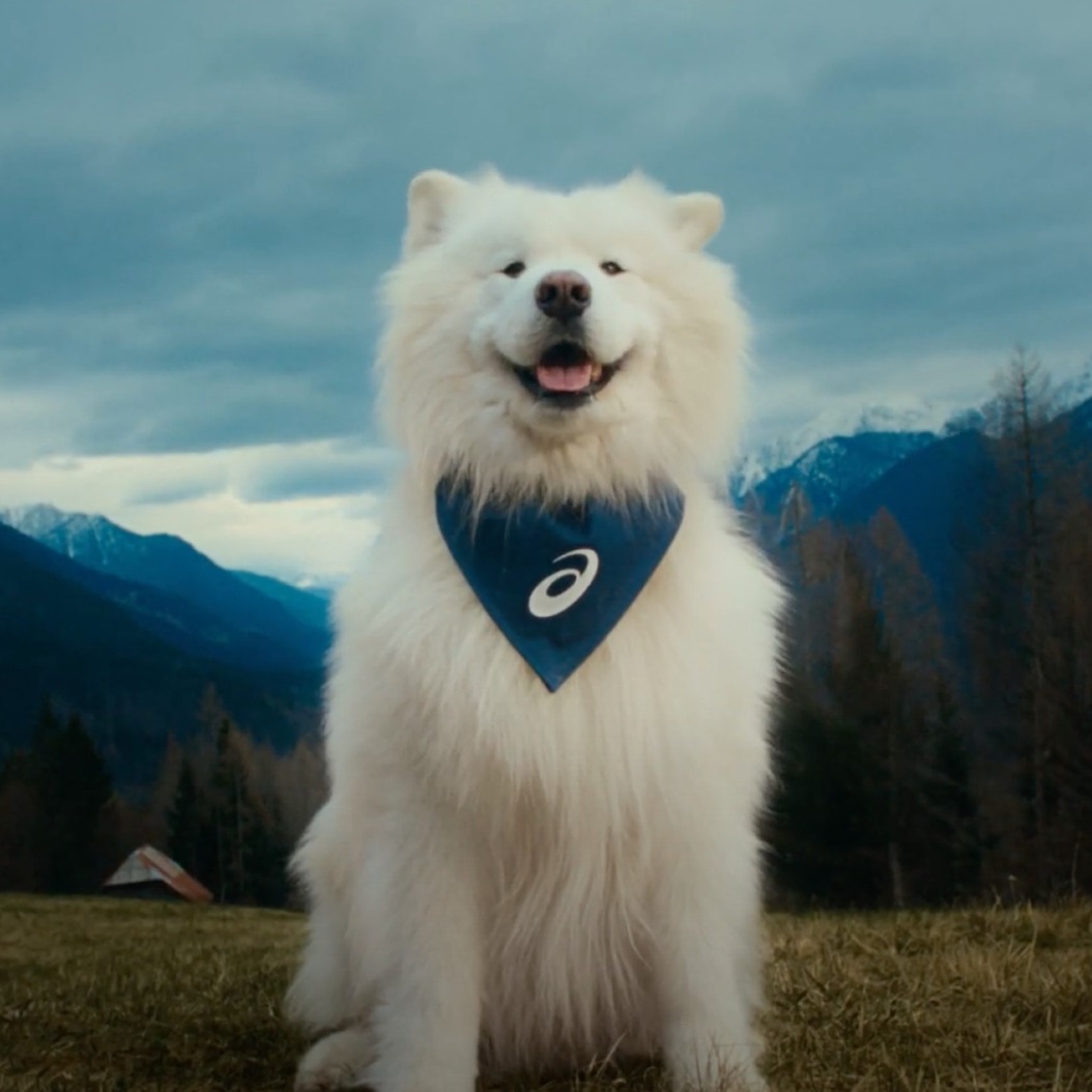el samoyedo felix sonriendo con un pañuelo azul de asics