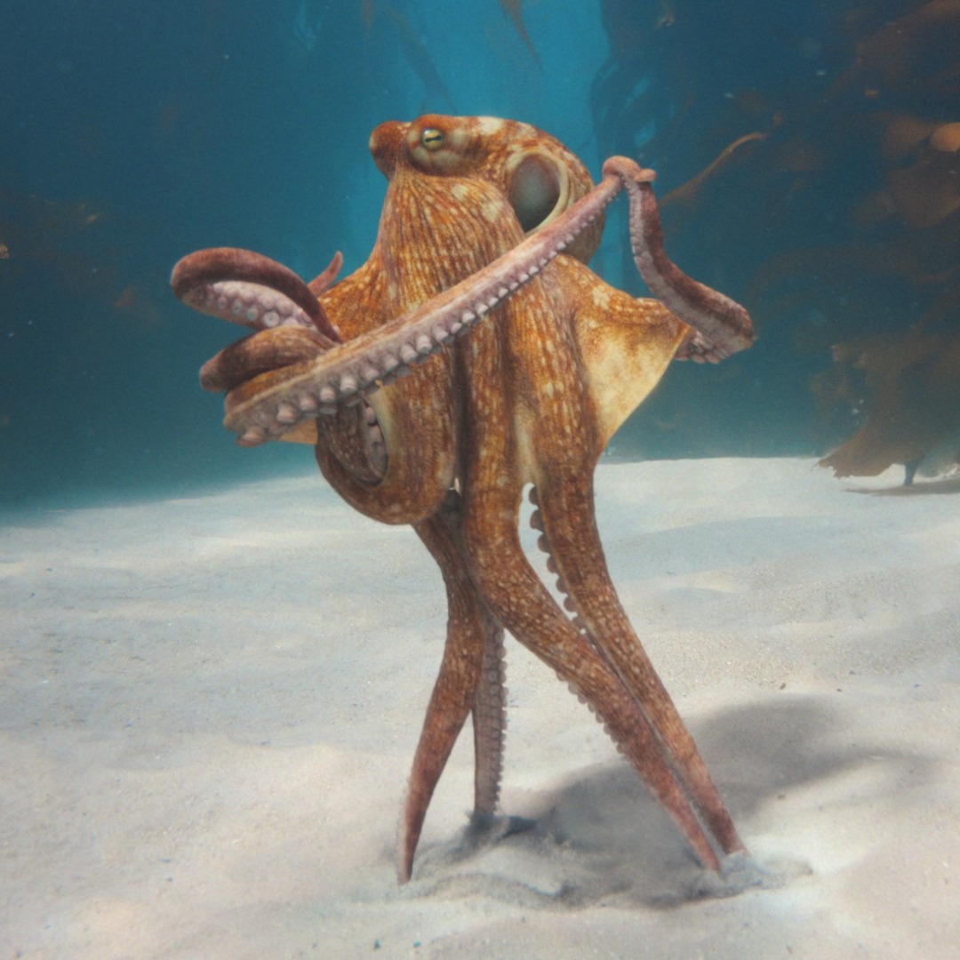 El vals submarino de un pulpo: el poético paralelismo de BMW para comunicar la nueva centralita de sus coches Imagen de un pulpo bailando