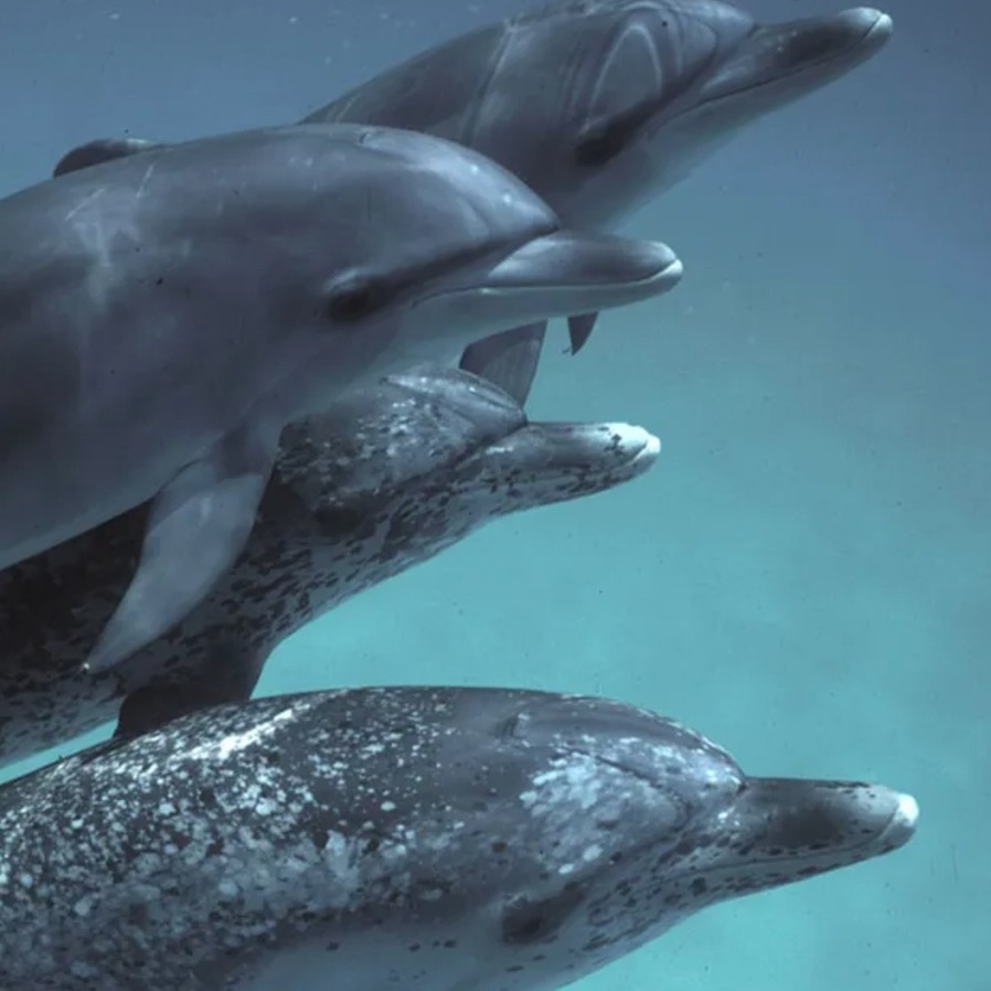 Delfines moteados a izquierda, y el sistema CHAT para hablar con ellos a derecha