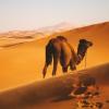 el_sol_sol-platino_desierto