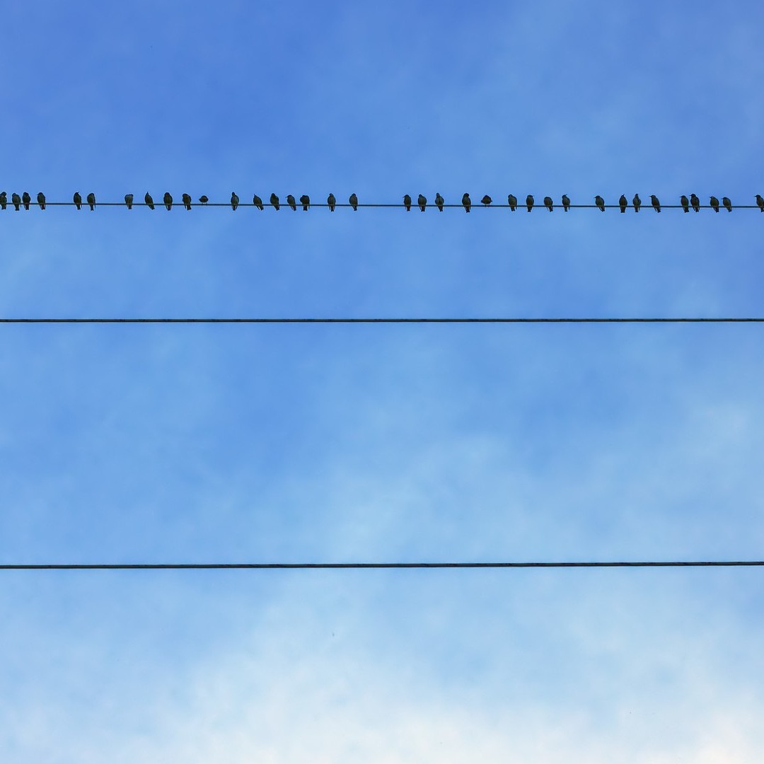 Pájaros sobre un cable eléctrico