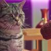 Un gato delante de un micrófono de podcast