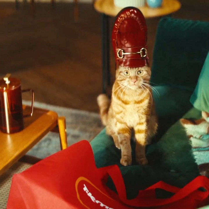 Un gato marrón con un zapato mocasión rojo en la cabeza