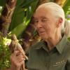 jane_goodall_barbie_mattel