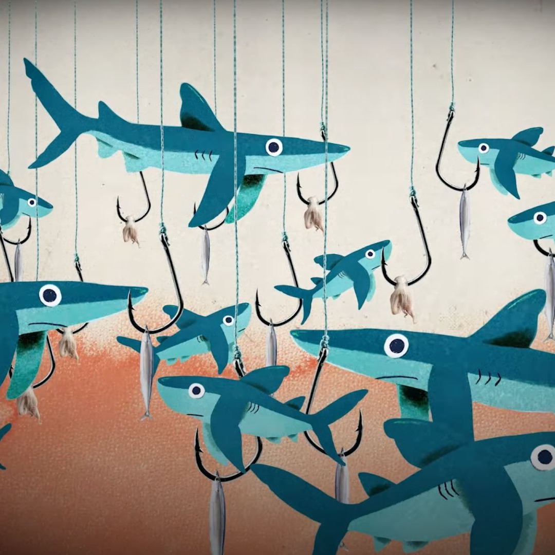 Ilustraciones de pesca de tiburones