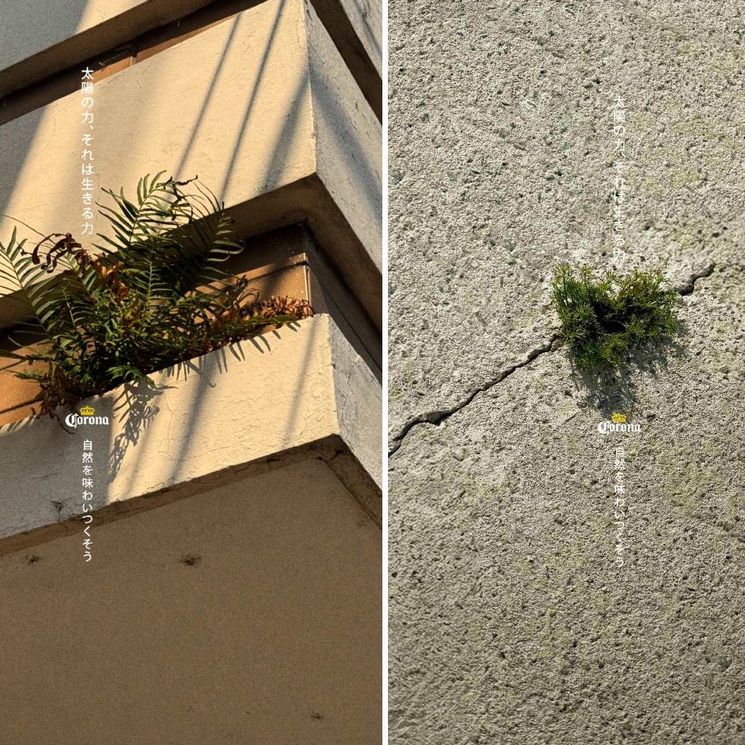 Fotografías de plantas brotando entre el pavimento y las paredes de los edificios de la ciudad, como parte de la nueva campaña de Corona en Japón
