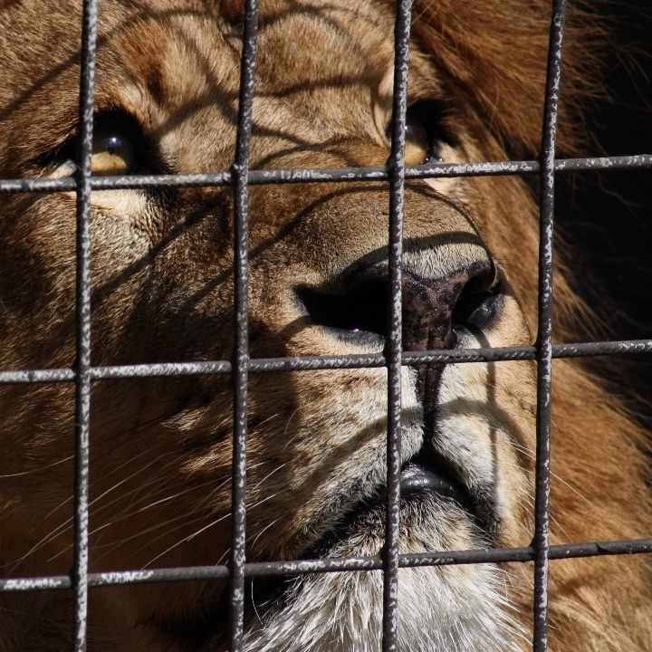 un leon enjaulado