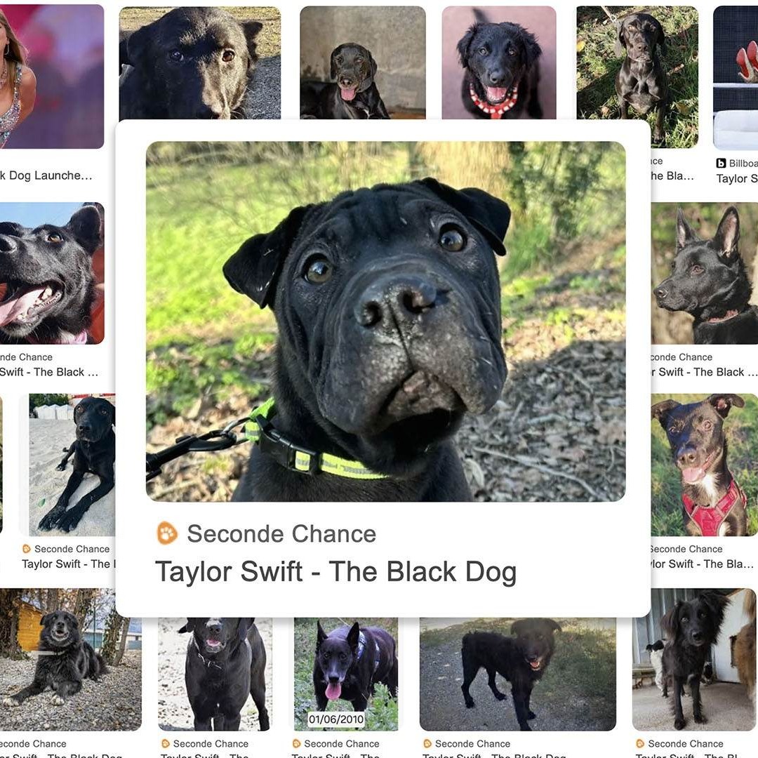 Foto de un perro negro en Google Imágenes con su interfaz