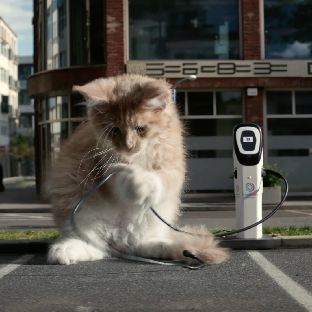 Un gato juega con un cargador de coche eléctrico