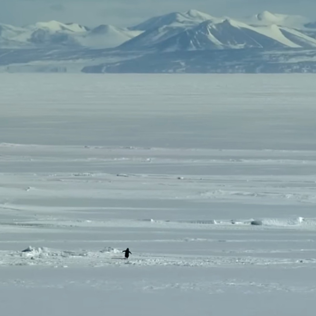 Pingüino andando en la nieve