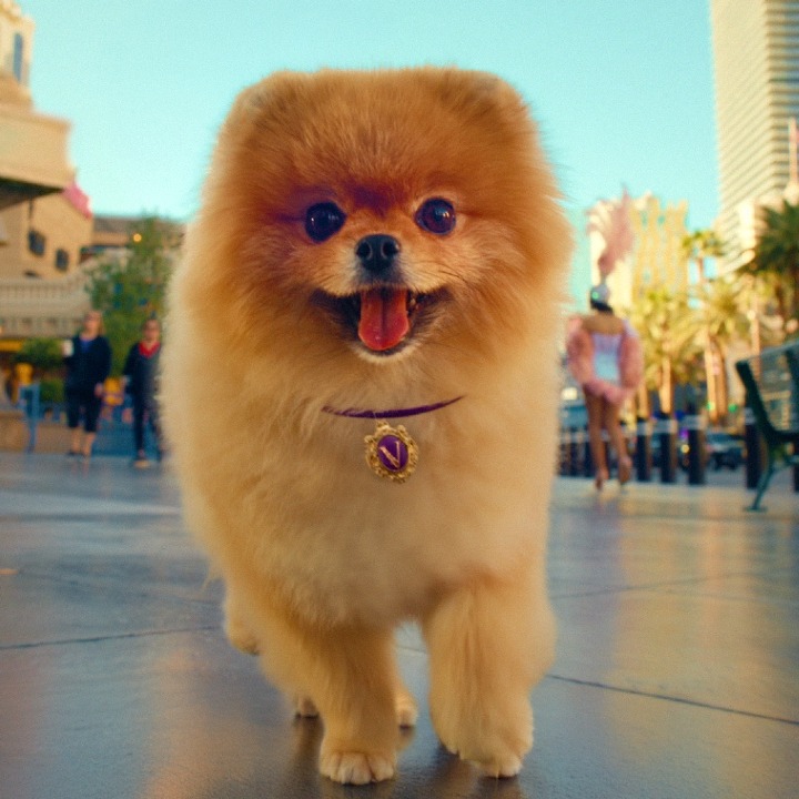 Un pomerania corriendo con la lengua fuera