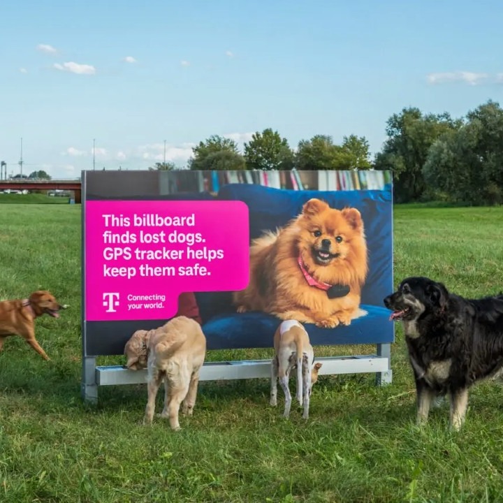 Perros alrededor de la valla bebiendo del cuenco