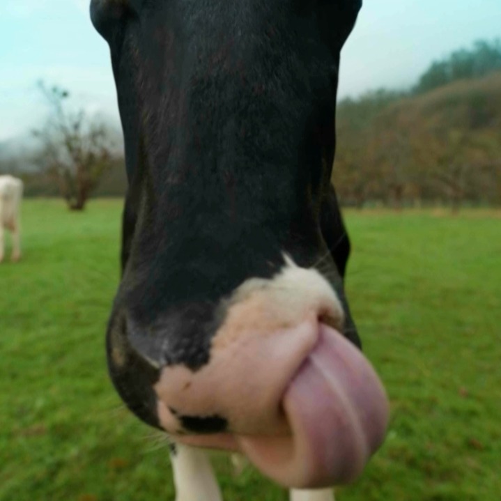 Primer plano de una vaca en el campo sacando la lengua