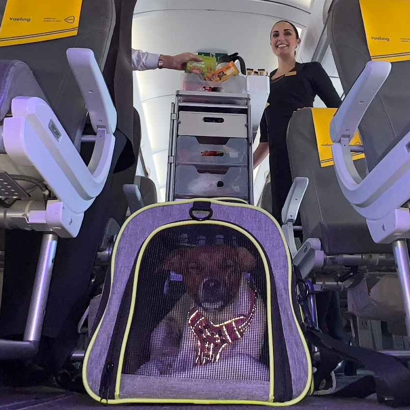 Vueling_perros