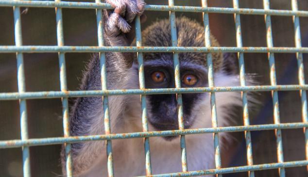 animales cautiverio peta confinamiento campana graficas