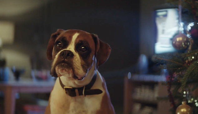 buster-boxer