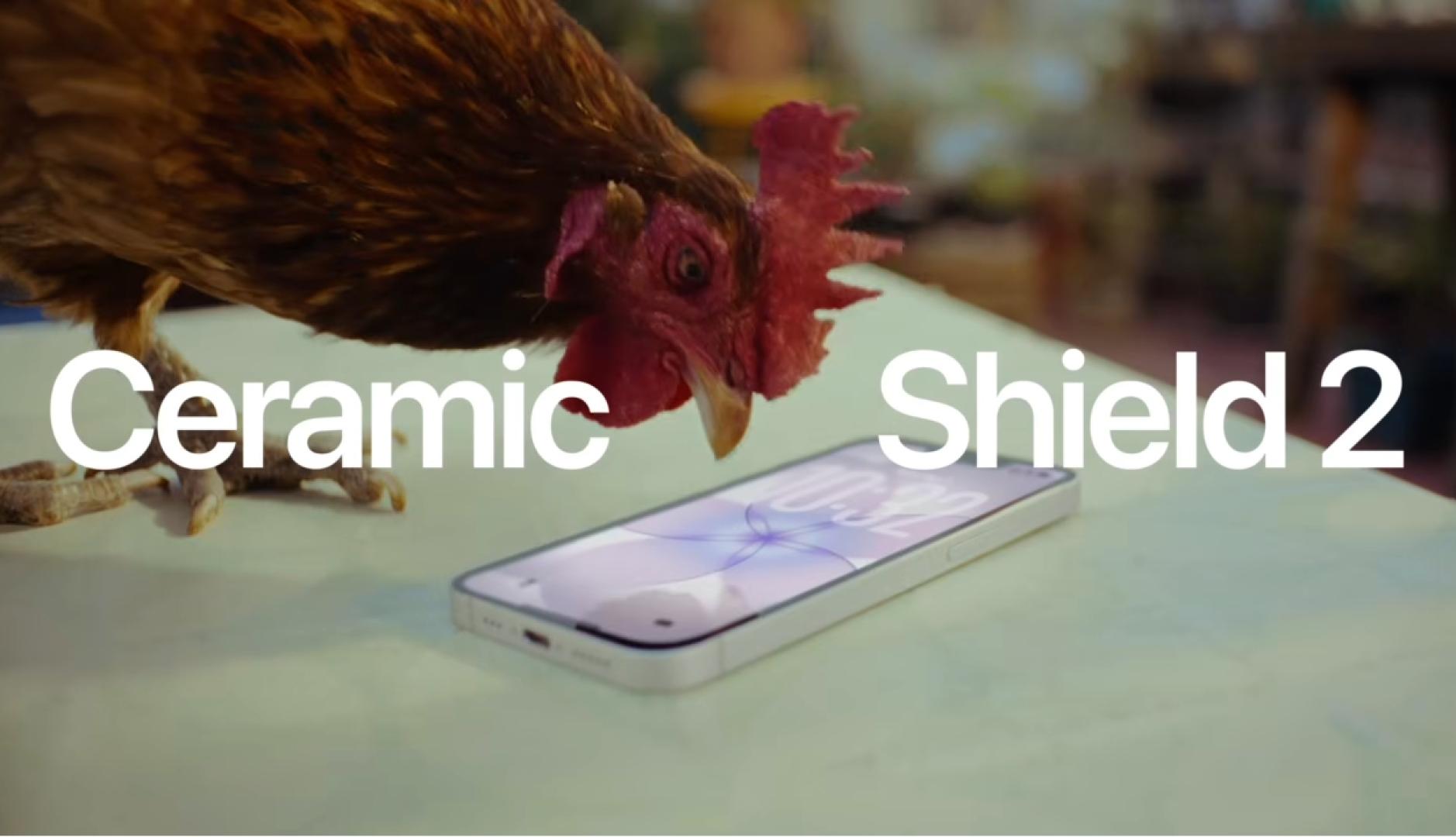 Un gallo picando la pantalla del iPhone