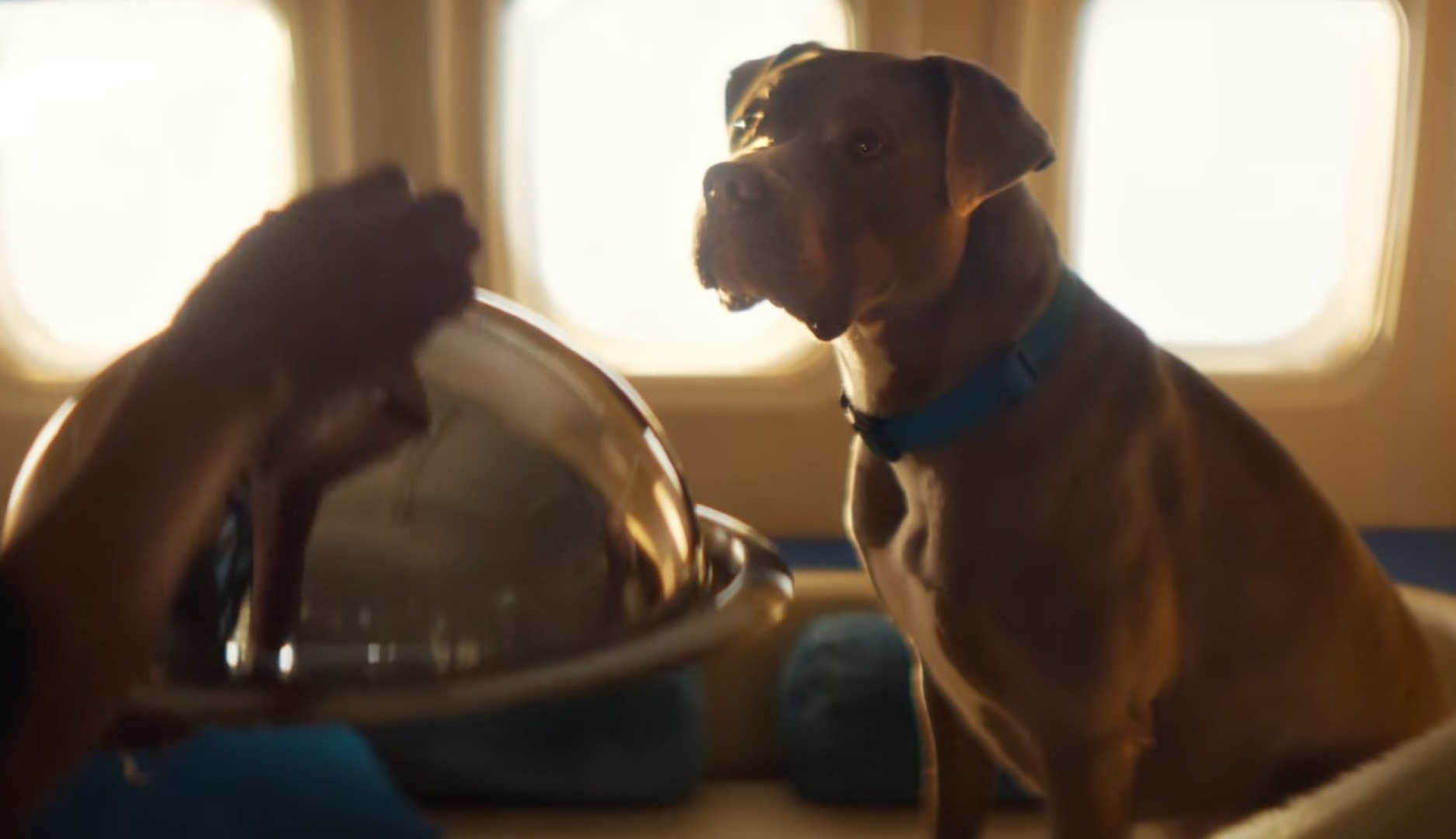 Bark Air