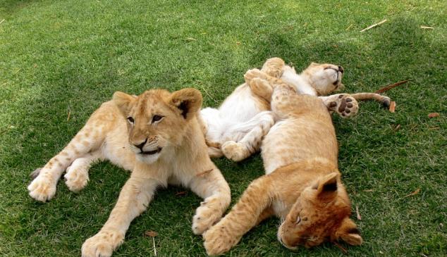 cachorro-leon