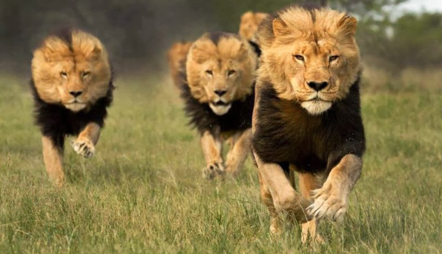 cannes-lions