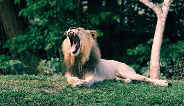 Segunda edición Lions Live octubre 2020