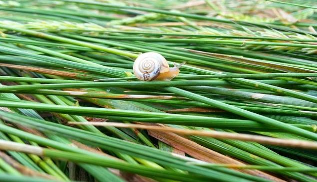 caracol