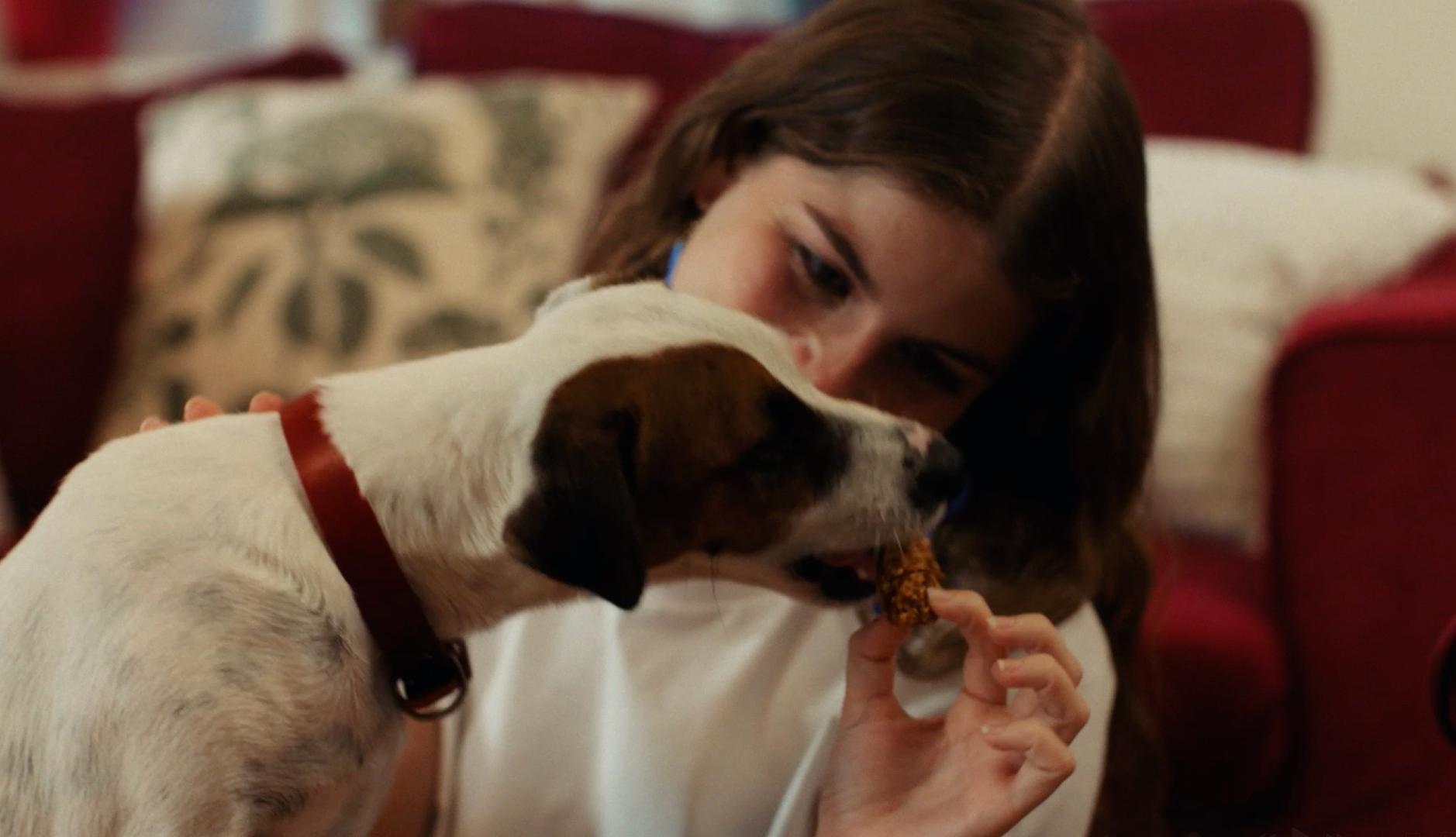 Un perro come turrón