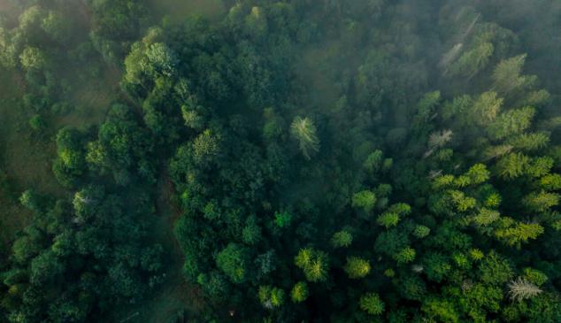 El Bosque de la Publicidad