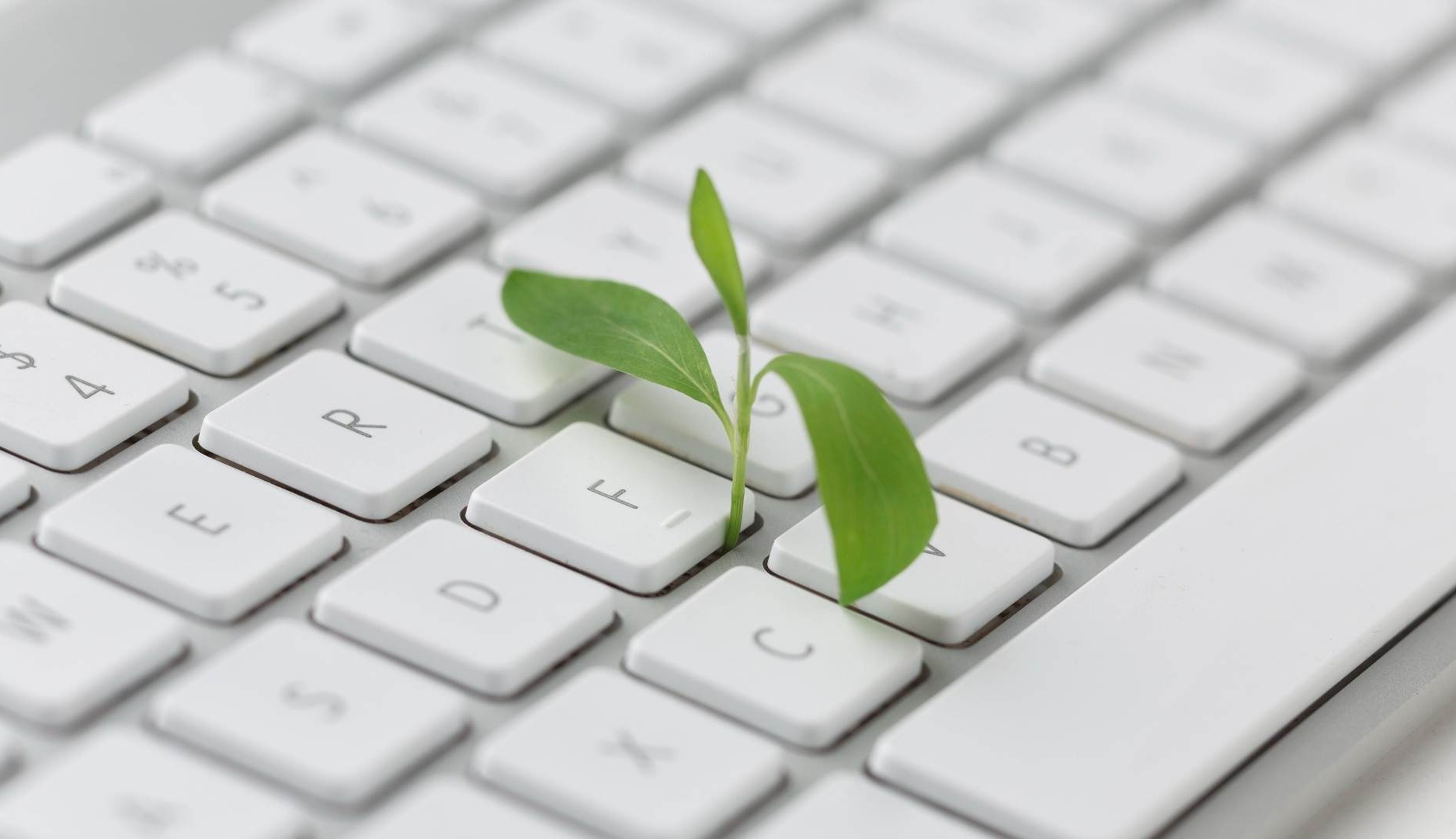 hojas verdes en el teclado de un ordenador