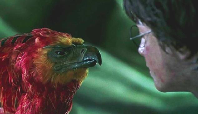 fenix-harry-potter