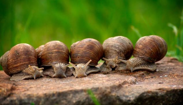 movimiento-slow