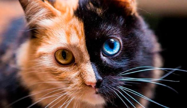 gata-dos-caras