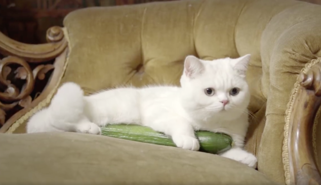 gato-pepino