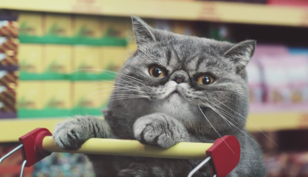 gato-supermercado
