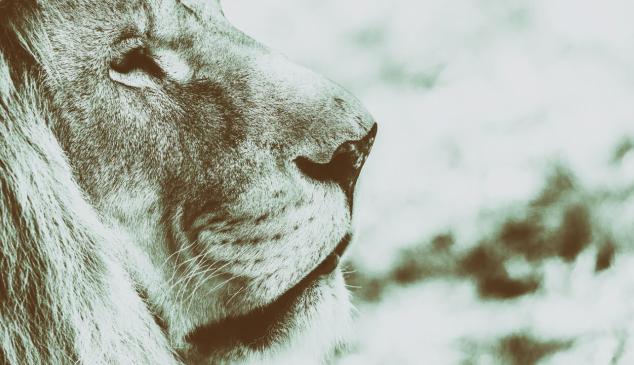 leon-animal