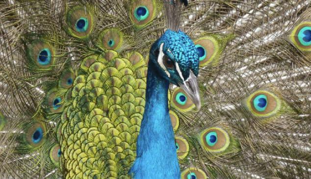 pavo-real