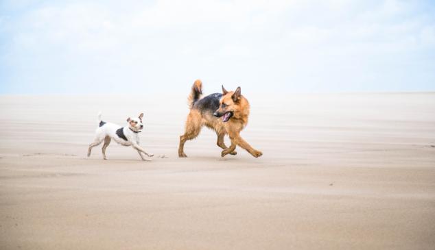 perros