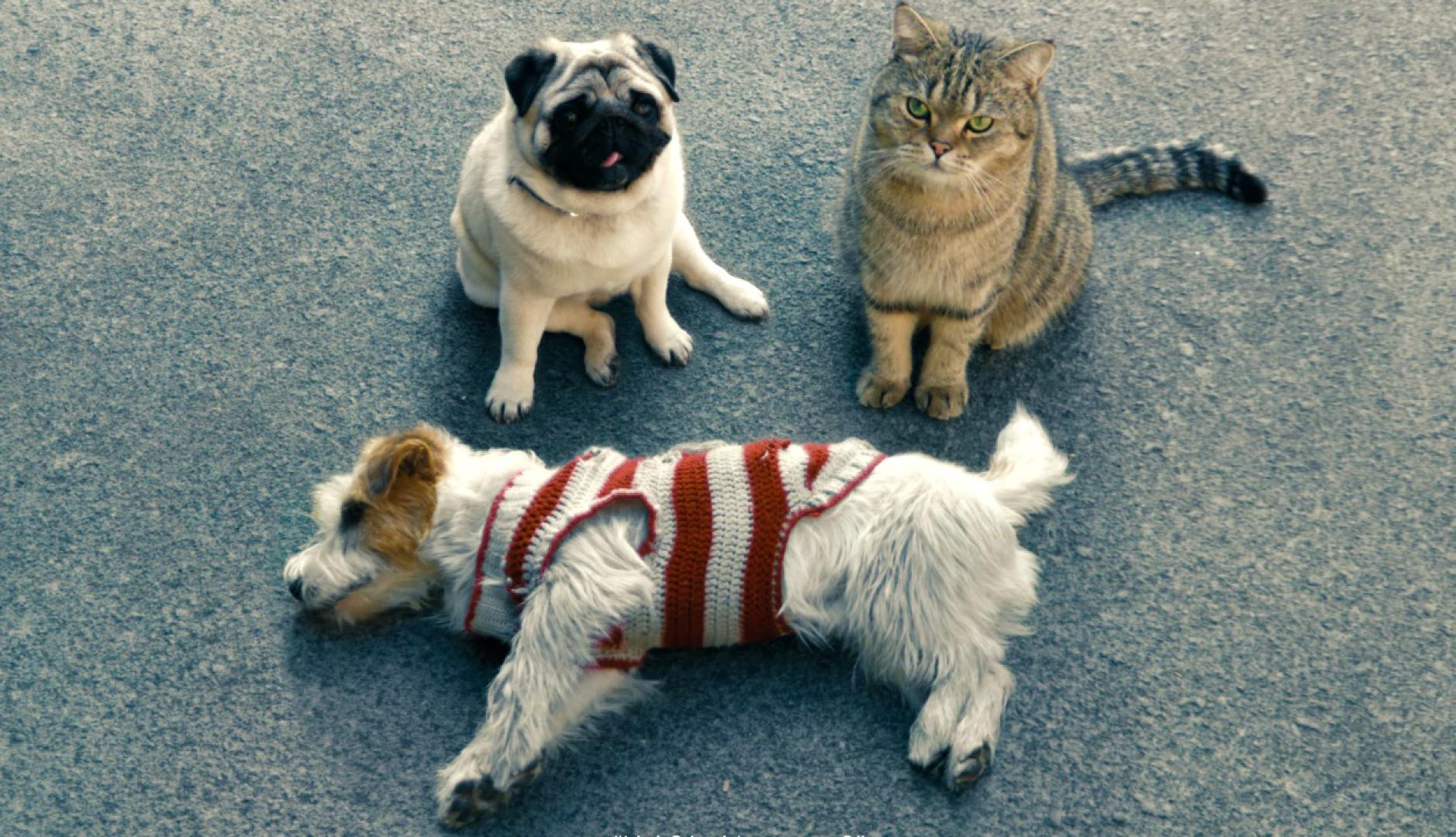 Un perro tirado en la carretera junto a otro perro y un gato que miran a cámara