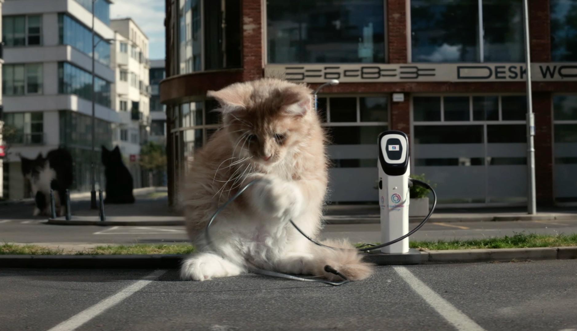 Un gato juega con un cargador de coche eléctrico