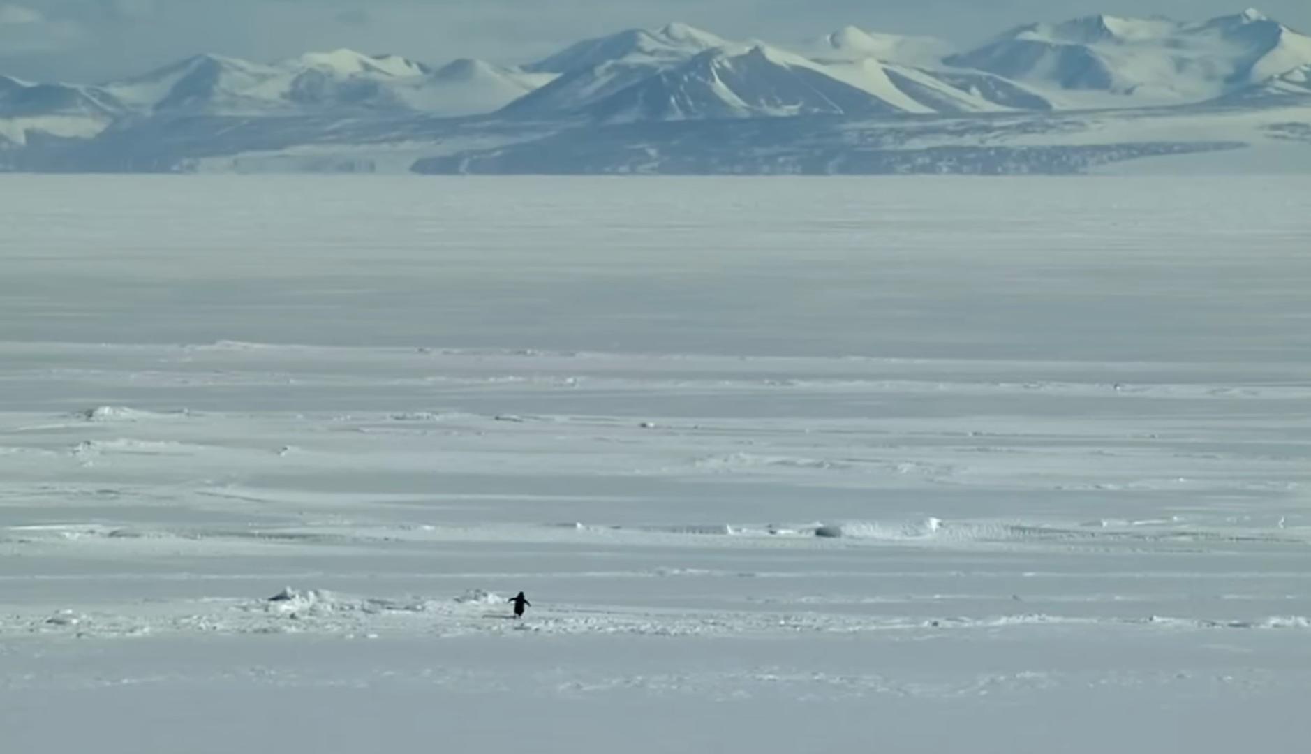 Pingüino andando en la nieve