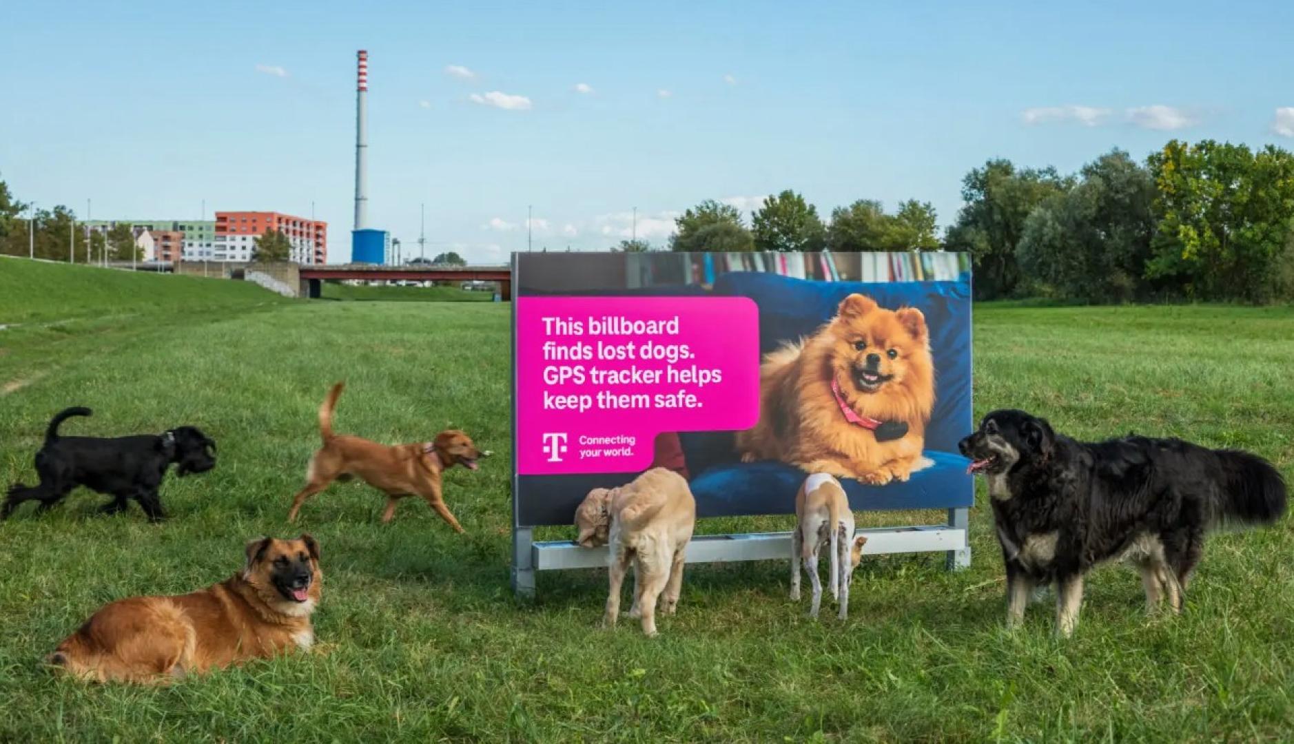 Perros alrededor de la valla bebiendo del cuenco