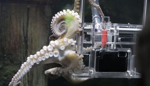  pulpo-fotografo-sony
