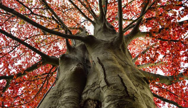 arbol-ramas