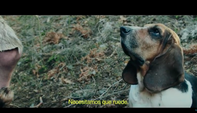 rastreator-campaña