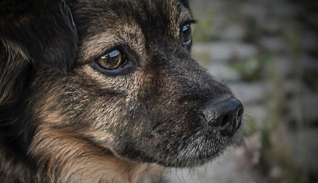 sonido-abandono-animales