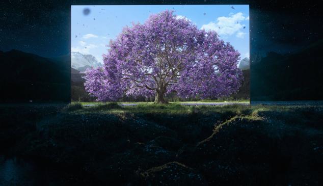 sony-bosque-nueva-zelanda